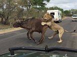Lion catches buffalo just metres away from stunned tourists in safari car