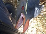 Penguin attacks photographer and tries to eat her camera 