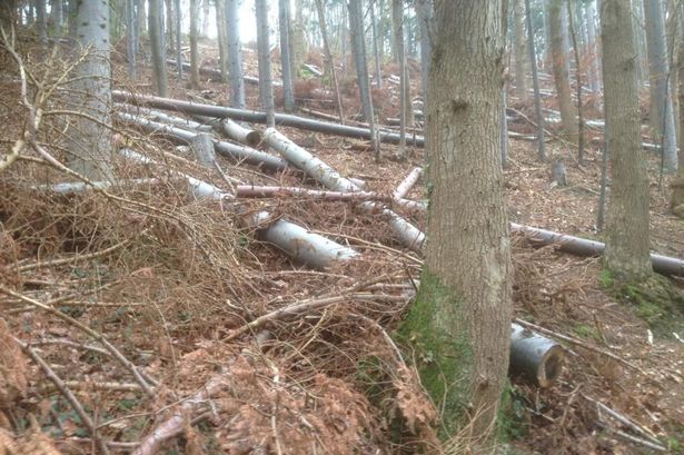 Llangollen wood 'saved by community' left looking 'like hurricane had hit' after trees felled