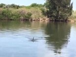 Great White Shark filmed in an inner Sydney canal 