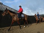 Gordon Elliott to send more than 30 horses to Cheltenham