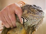 Concerns growing over spiking iguana population in Florida