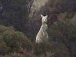 Rare white Albino kangaroo spotted by farmers