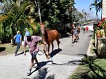 Residents evacuate Sunshine Coast grassfire with horses