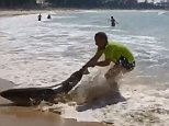 Sydney man tries to save shark by dragging it out to sea