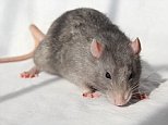 Outcry as scientists implant tiny human brains inside rats