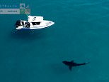 Great white shark seen near WA could be biggest ever seen
