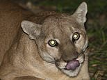 Rat poison found in body of California mountain lion