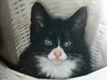 'Croydon Cat Killer' hunted by team of FIFTEEN officers 