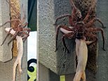 Gecko gets eaten by wolf spider in Brisbane