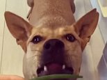 Adorable dog is utterly confused by a string bean