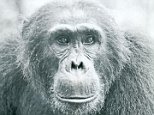 Jane Goodall recorded a 'civil war' among chimpanzees in the 1970s