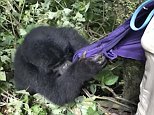 Baby gorilla tries to steal the coat from a tourist on a jungle hike