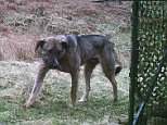 Runaway pet dog defies all efforts to catch him including a sirloin steak and a bitch in heat