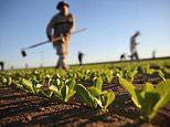 Spreading E.coli outbreak prompts US lettuce warning