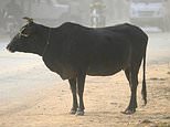 Muslim beaten to death in India for allegedly killing cow