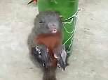 Squirrel is tied up to a beer bottle and beaten by a farmer for 'stealing his crop'