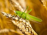 Swarms of insects will destroy crops across Europe and America by 2050 due to global warming