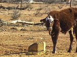 Farmers forced to slaughter livestock in large numbers as feed prices soar due to drought